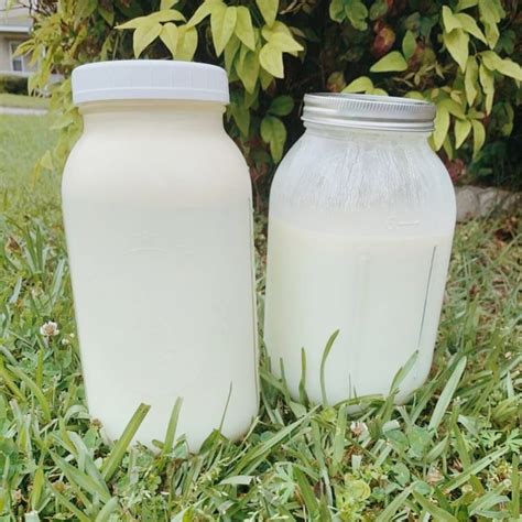 Where to Buy Raw Milk: A Beginner's Guide - Wild Mother