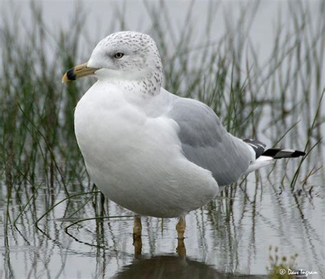 Ring-billed Gulls in Richmond