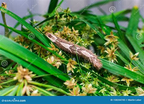 Morpho Peleides Caterpillar, on Green Leaves Stock Image - Image of ...