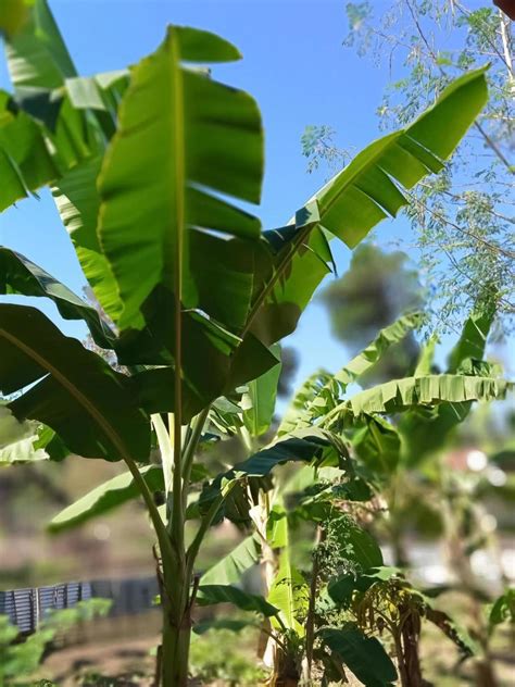 banana tree with leaves 10928253 Stock Photo at Vecteezy