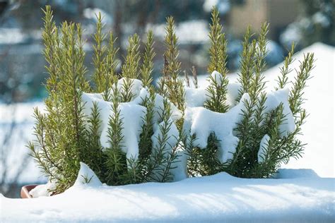 Is Rosemary Cold Hardy? [Tips For Your Garden In Winter]