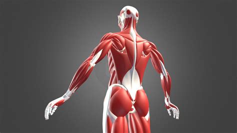 Full Human Muscle Anatomy Medical Edition 3D Model | lupon.gov.ph