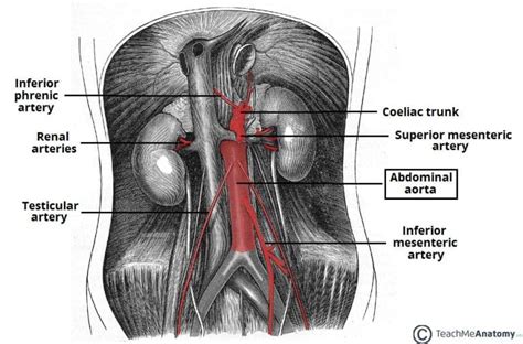 Vasculature of the Abdomen - TeachMeAnatomy