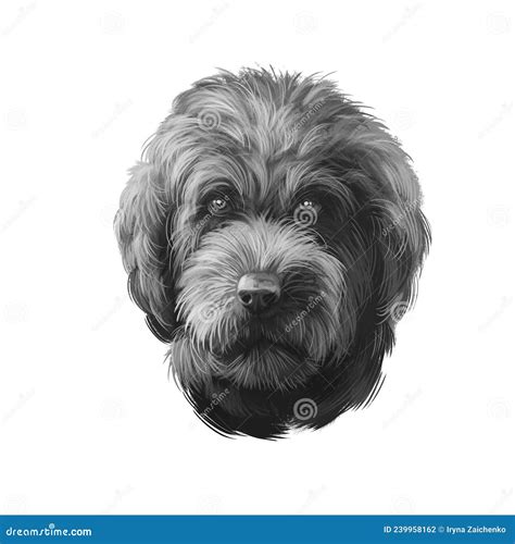 Barbet Dog Breed Digital Art Illustration Isolated on White. Medium-sized French Water Dog with ...