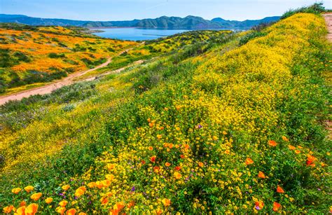 Diamond Valley Lake Wildflower Trail Hemet Southern California Spring Wildflowers Superbloom ...