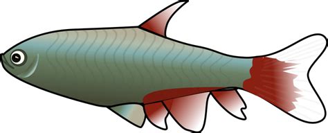 Dead Fish Clipart - Cliparts.co