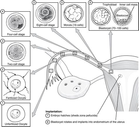 Embryology - Cellular Division - Gastrulation - TeachMeAnatomy