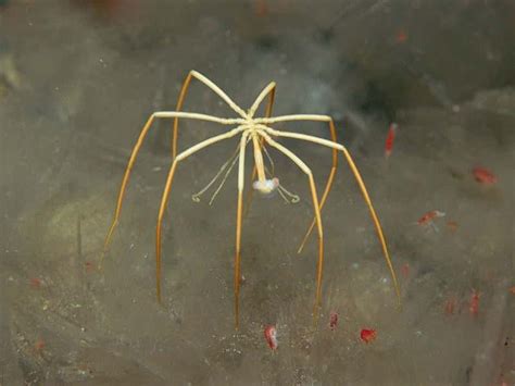 Zoologger: The giant sea spider that sucks life out of its prey | New Scientist