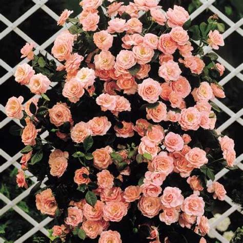 How to Grow Beautiful, Colorful, Fragrant Climbing Roses