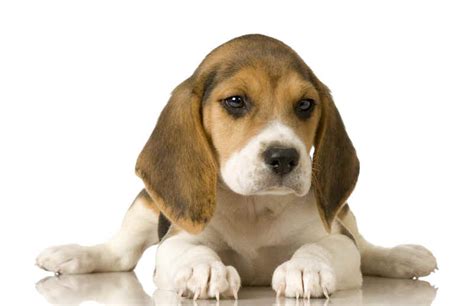 Dog Cute Dog: Some Serious Beagle Health Problems