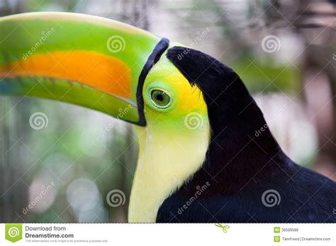 Close up of Toucan Eye stock photo. Image of colorful - 36599588