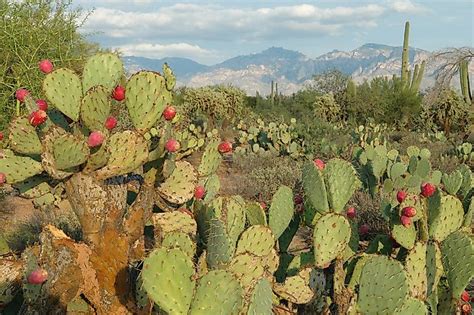 What Is A Xerophyte? - WorldAtlas.com