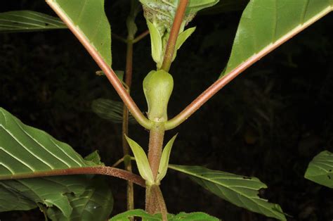 Cinchona plant1 (Rubiaceae) image 65239 at PhytoImages.siu.edu