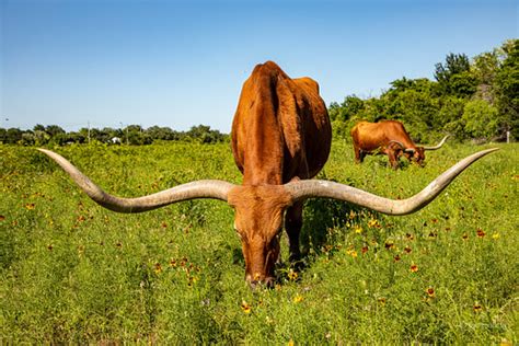 Texas Longhorns | Jac Malloy | Flickr