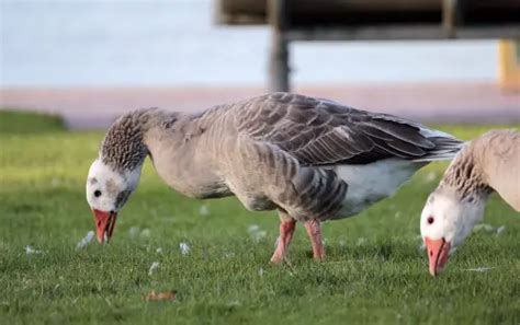 What Do Geese Eat – What Do Canadian Geese Eat