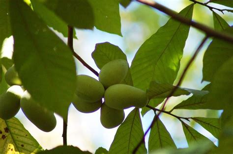 Growing the Pawpaw Tree, or Asimina triloba