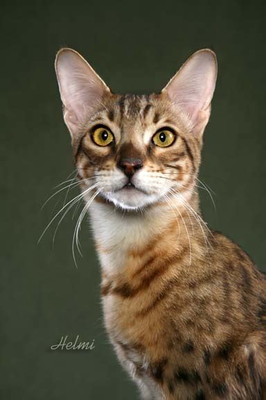 Pictures of Savannah Cats 5