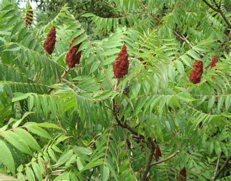 Urban Prepper Chicks Herb of the Week: Uses for Sumac