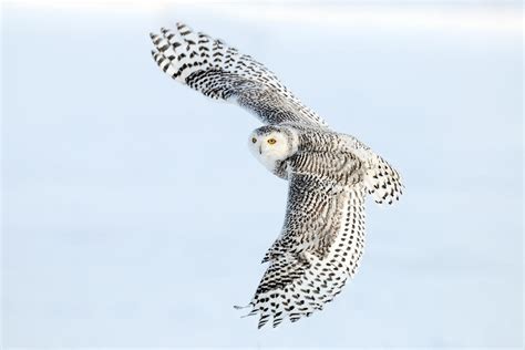 Walking in a Winged Winter Wonderland in Sault Ste. Marie - Sault Ste ...