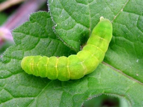 52 Types Of Green Caterpillars, How To Identify Them & Pictures ...