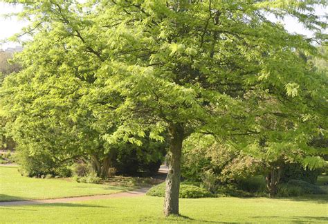 Sunburst® Honey Locust Tree: Care and Growing Guide