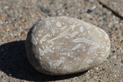 Michigan fossils - Bryozoa fossils in limestone | rocks 2 | Pinterest | Fossils and Geology