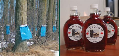 Tapping Maple Syrup | Knowledgebase | Johnson's Nursery