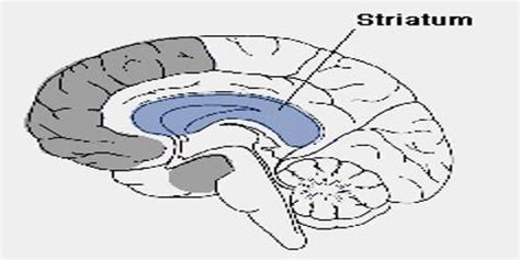 Striatum - Assignment Point