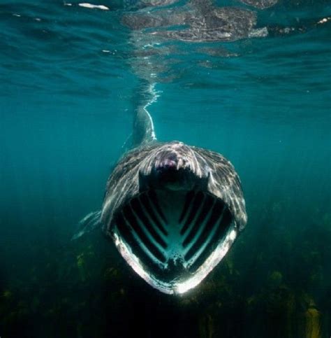 Basking shark (Cetorhinus maximus) | Natural Creations