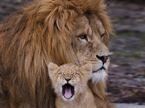 Brown Lion and cub photo HD wallpaper | Wallpaper Flare