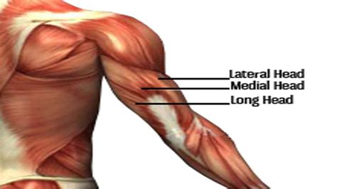 Anatomy Triceps Muscle - Anatomical Charts & Posters