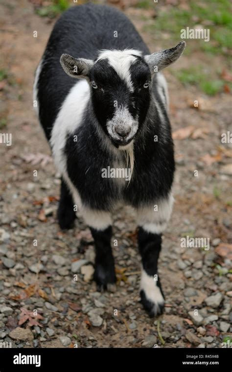 black and white Nigerian Dwarf pet goat Stock Photo - Alamy