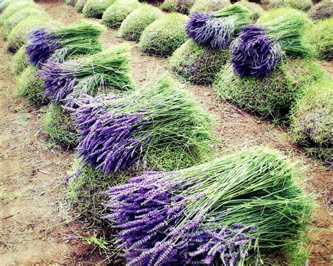 Lavender Harvest Photograph by Lupen Grainne - Fine Art America