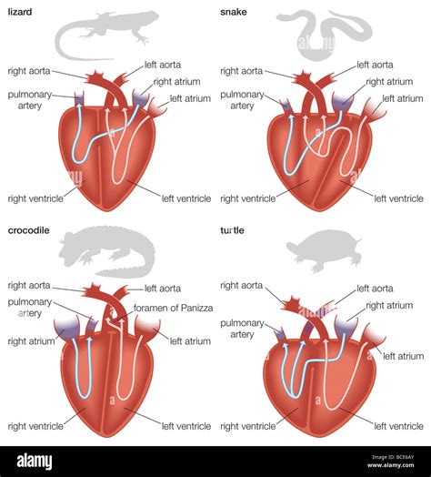 Alligator Heart Anatomy