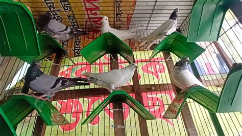 My another hobby Pigeon breeding😍🥰 - YouTube