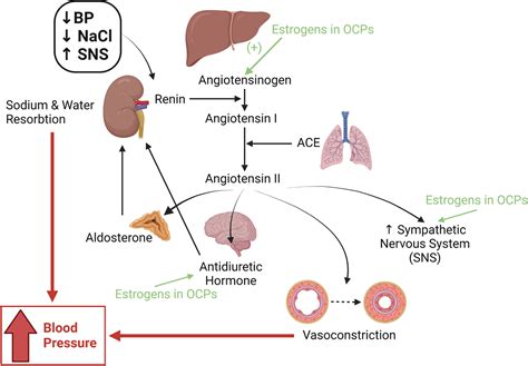 Oral Contraceptive Pills and Hypertension: A Review of Current Evidence and Recommendations ...