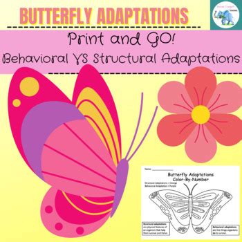 Butterfly Adaptations Coloring Activity by Never Forget Science | TPT