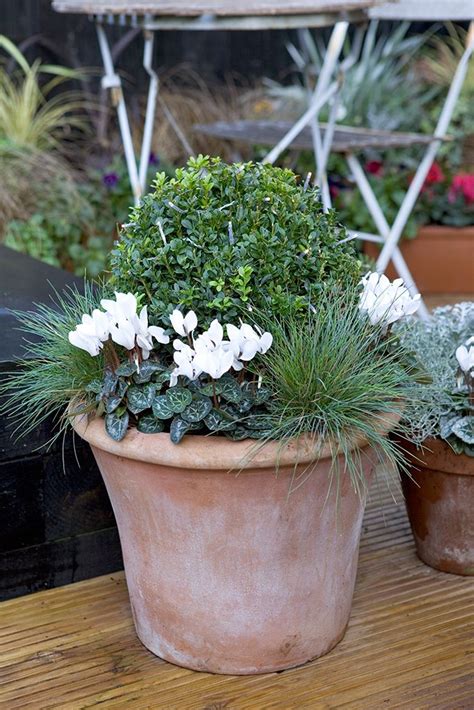 Queenie Parker Blog: Outdoor Winter Flowers For Pots - 20 Most Amazing ...