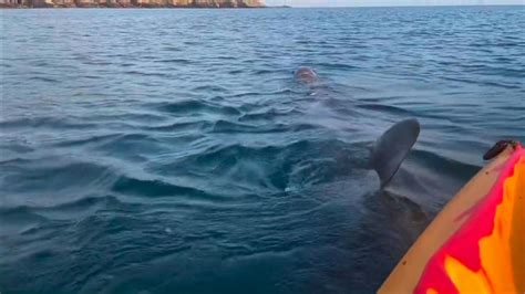 Kayakers come face-to-face with basking shark off coast of Cork in Ireland | World News | Sky News