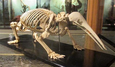 Researchers to search for ancient ‘extinct’ echidna - Australian Geographic