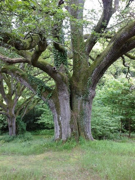 Heritage Trees - Forestry Focus