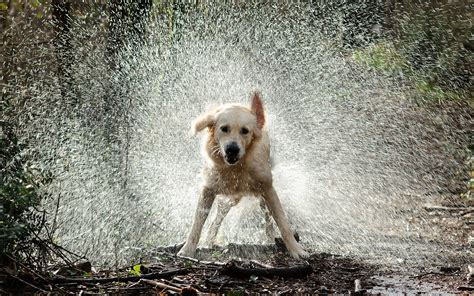 Dog Shake Water wallpaper | 2560x1600 | #12773