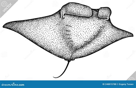 Stingray Vector Silhouette | CartoonDealer.com #80530585