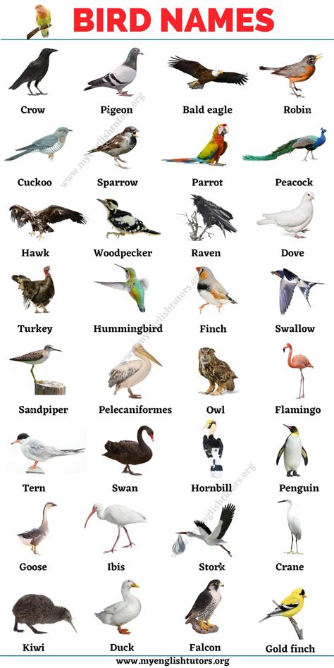 Bird Names: List of 30+ Names of Birds in English with the Picture - My ...