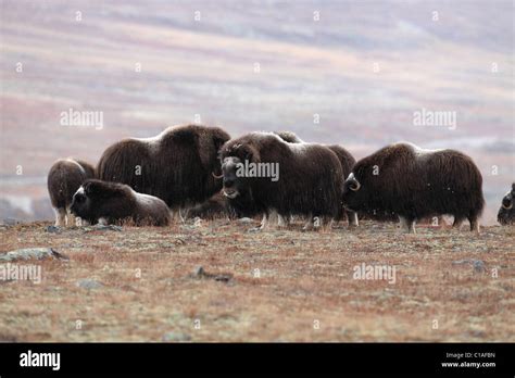 Musk ox herd Norway Dovre Stock Photo - Alamy