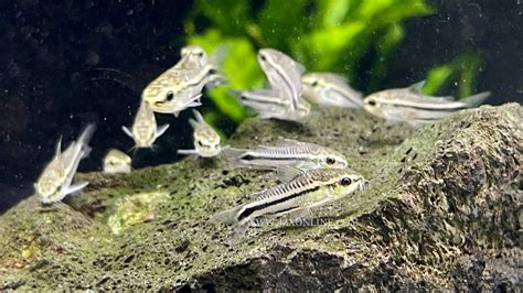 * Corydoras * Corydoras pygmaeus x10 — jzxonline