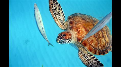 Cool Runnings, Barbados Catamaran Trip - Snorkeling with Turtles, Having a Good Time on Barbados ...