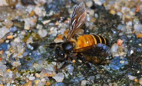 Abeja asiática grande (Apis dorsata) - Picture Insect