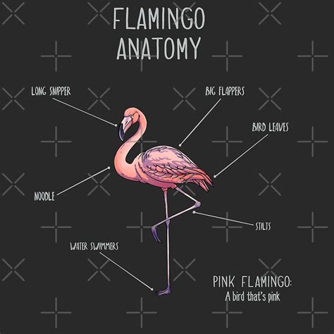 "Flamingo anatomy" by AnimalArtist | Redbubble