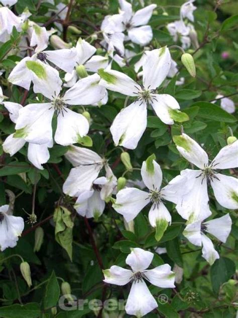 Clematis viticella 'Alba Luxurians' / Waldrebe 'Alba Luxurians'